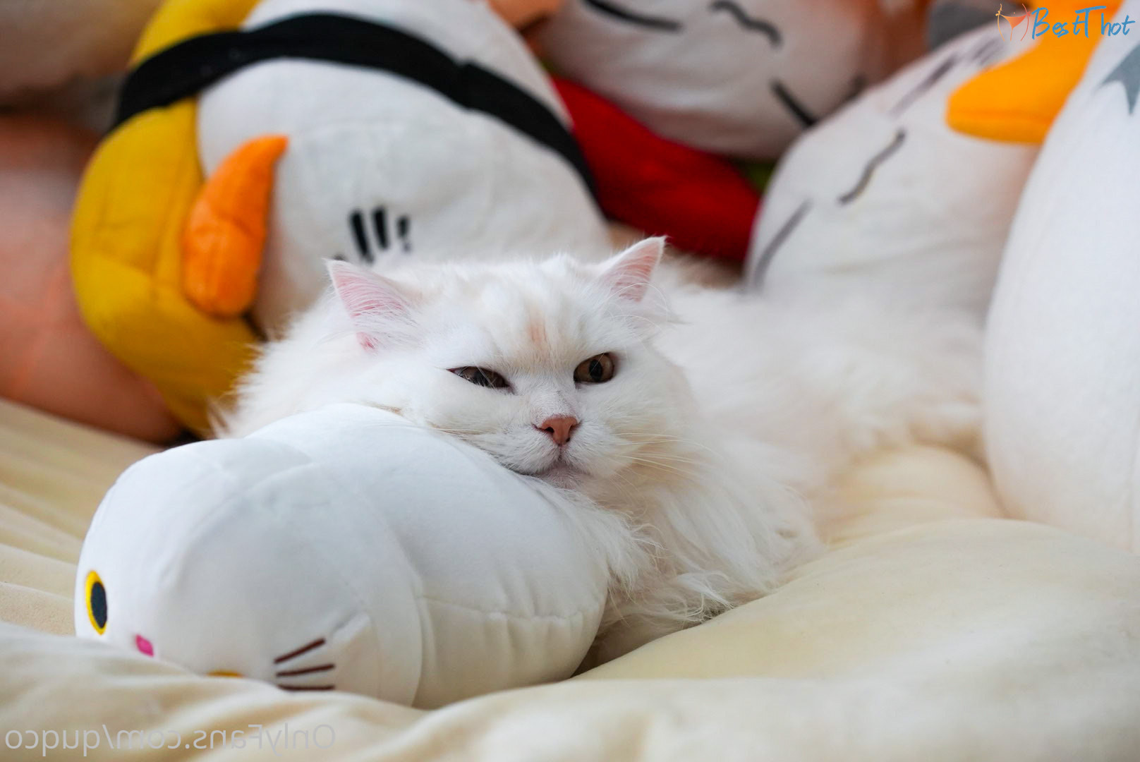 Photo by quqco published on December 12,2024 10:06:51 - BestThots