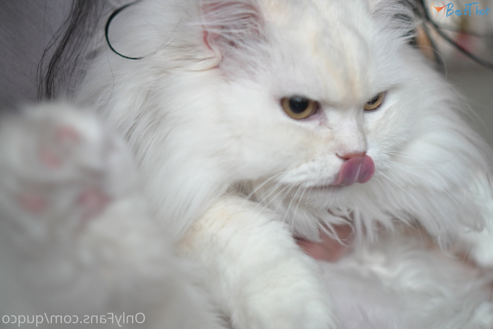 Photo by quqco published on December 12,2024 10:06:53 - BestThots