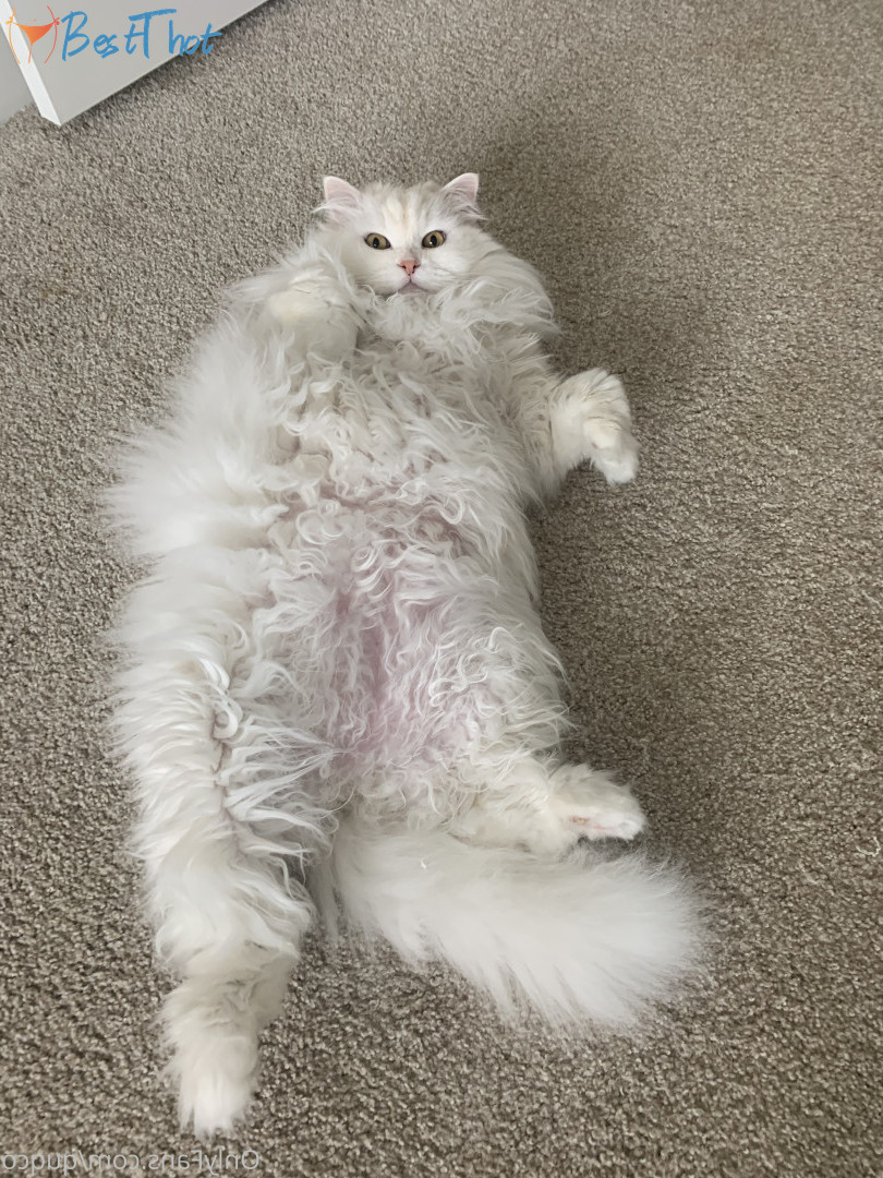 Photo by quqco published on December 12,2024 10:07:04 - BestThots