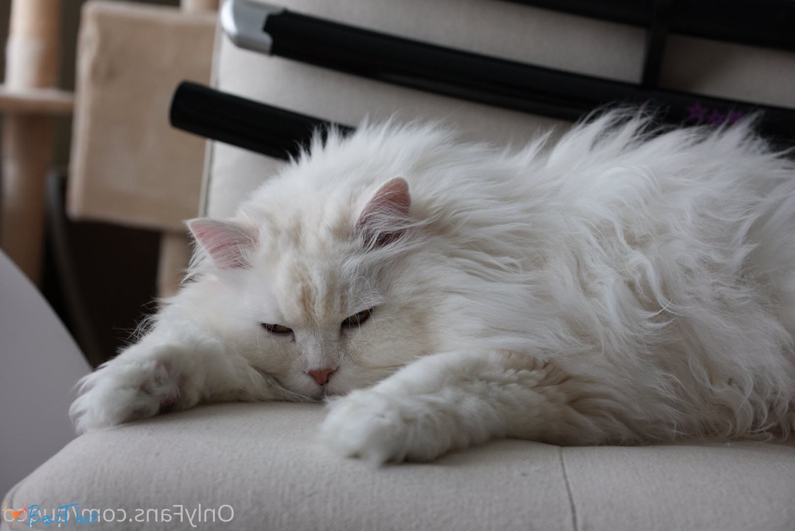 Photo by quqco published on December 12,2024 10:07:08 - BestThots