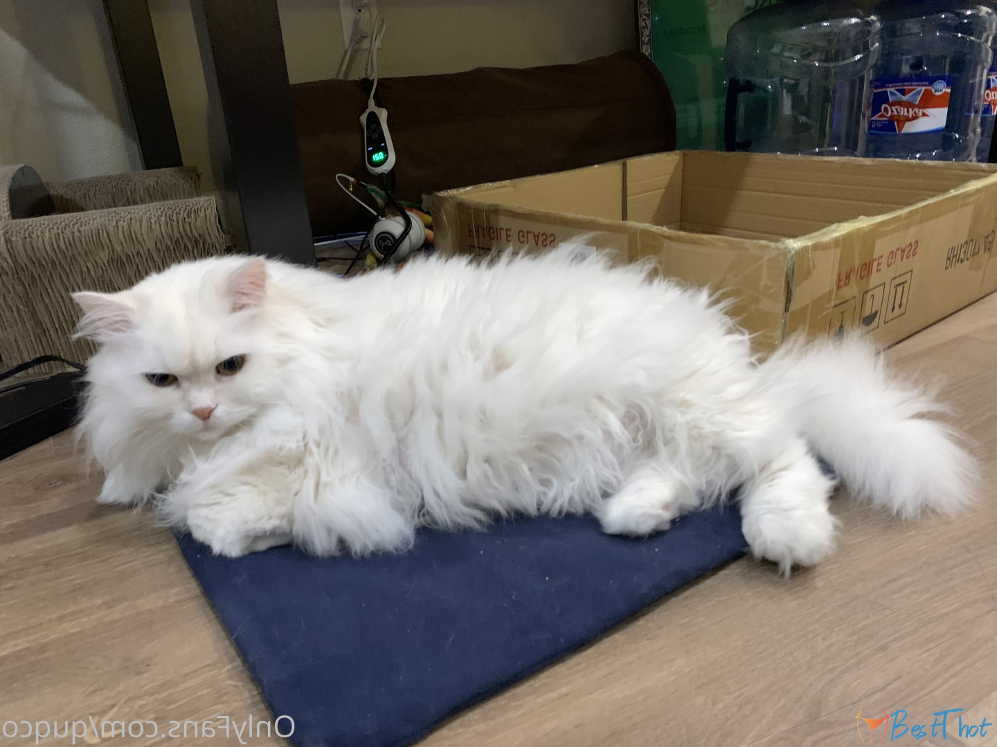 Photo by quqco published on December 12,2024 10:07:23 - BestThots