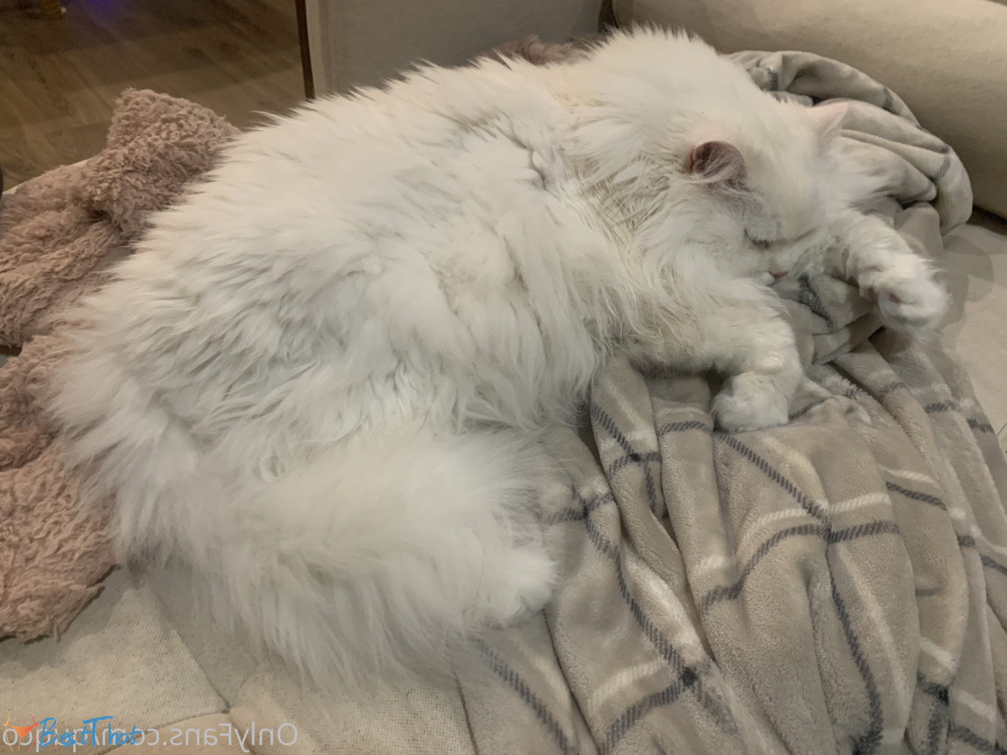 Photo by quqco published on December 12,2024 10:07:40 - BestThots