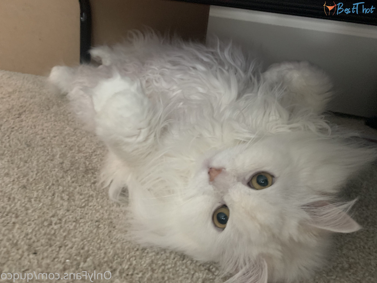 Photo by quqco published on December 12,2024 10:08:07 - BestThots