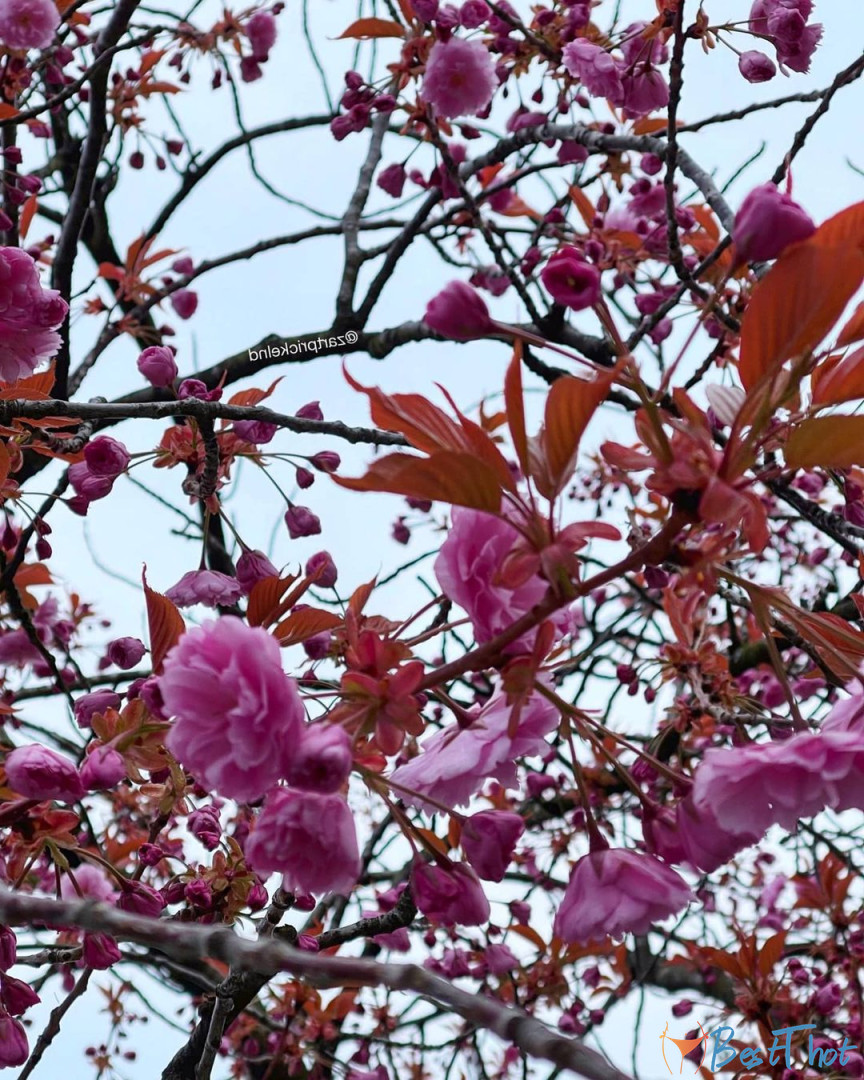 Photo by zartprickelnd published on December 11,2024 21:32:55 - BestThots