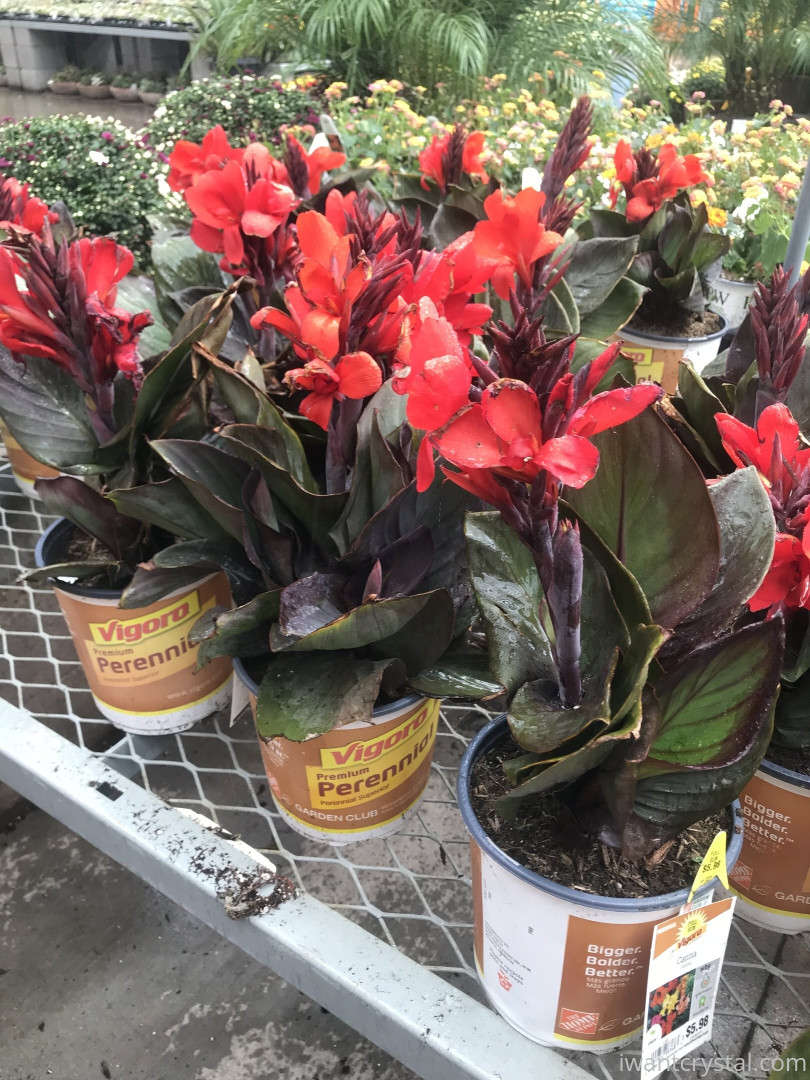 Photo by crystalknight published on January 11,2024 07:32:10 - BestThots