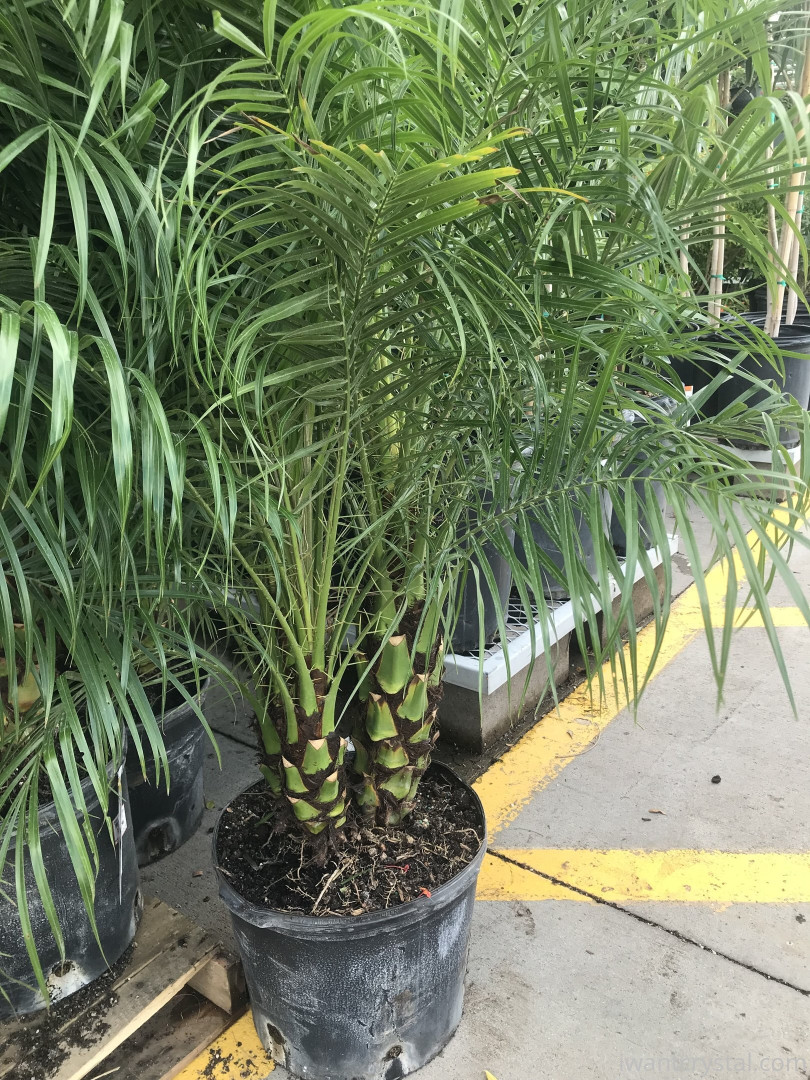 Photo by crystalknight published on January 11,2024 07:32:51 - BestThots