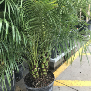 crystalknight #9028972