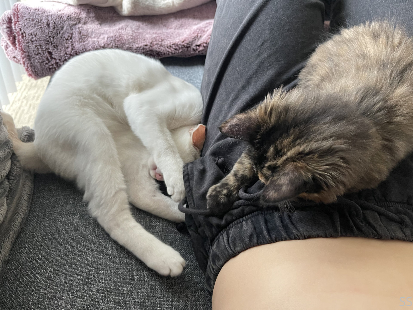 Photo by stefanisomers published on June 25,2023 00:04:24 - BestThots