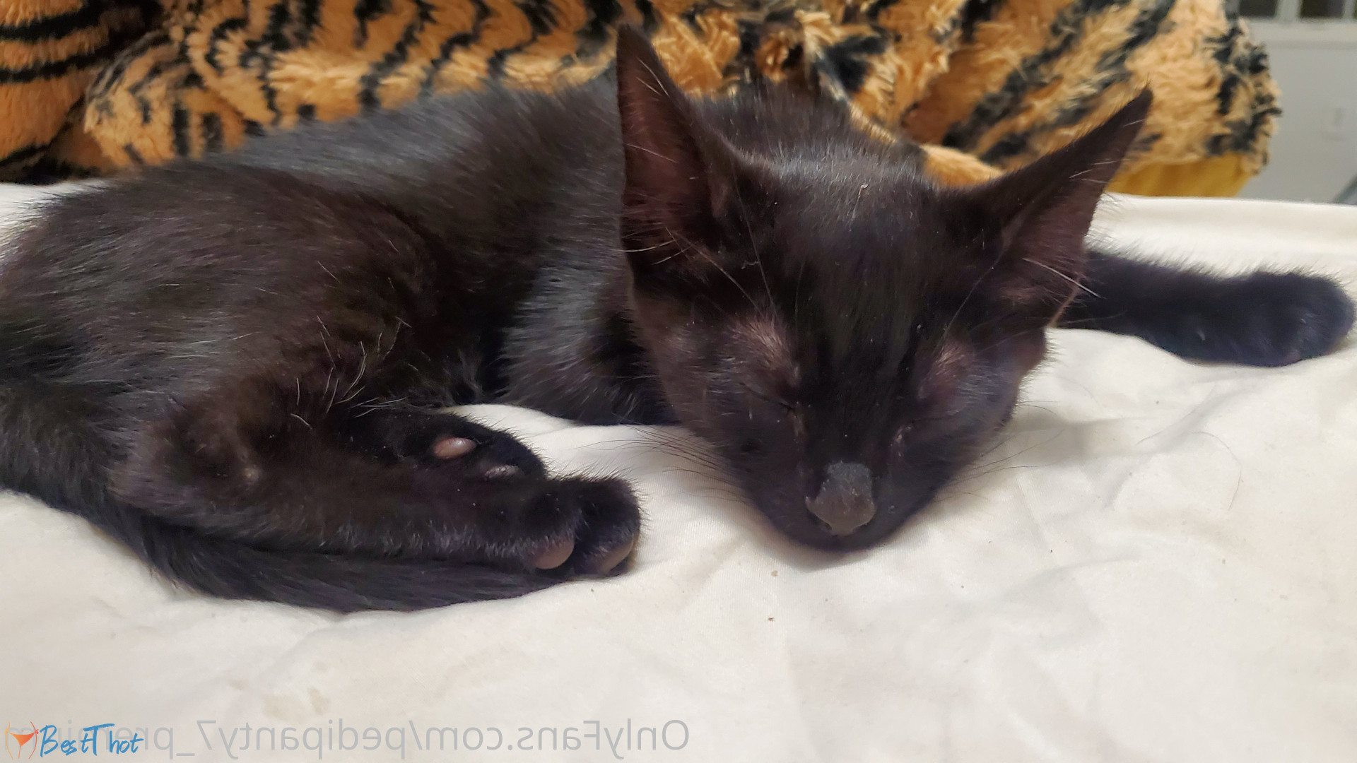 pedipanty7_premium #9492179