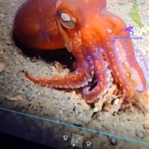 Video by asiri_ocean published on May 18,2023 15:18:00 - BestThots