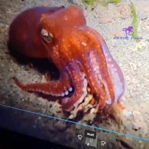 Video by asiri_ocean published on July 31,2023 11:24:00 - BestThots