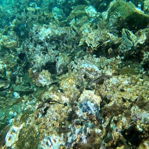Video by asiri_ocean published on March 25,2023 23:15:00 - BestThots