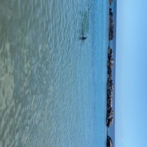 Video by toochi_vip published on March 26,2023 10:53:00 - BestThots