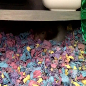 Video by muimilky_ published on August 5,2023 14:44:00 - BestThots