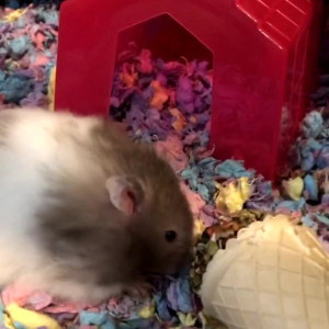 Video by muimilky_ published on March 26,2023 02:51:00 - BestThots