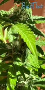 hornygirl14732 #9730547