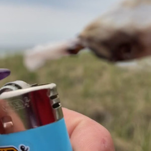 Video by onlyjordanprendergast published on June 3,2023 02:32:00 - BestThots