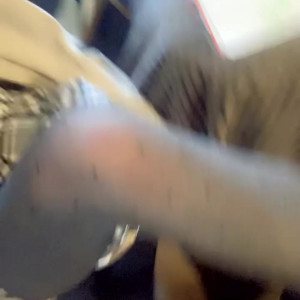 bambicat #5467002