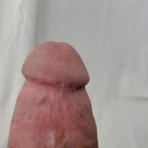 horse_cock #4361332