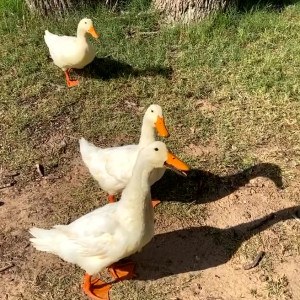 Video by scarlett_rae3 published on June 6,2023 01:12:00 - BestThots
