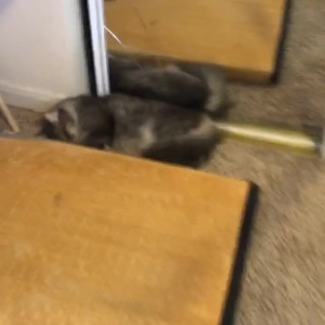 Video by ladyalicepayne published on July 3,2023 13:43:00 - BestThots