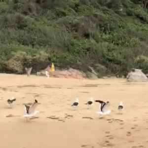 Video by carinamoreschi published on May 14,2023 21:17:00 - BestThots