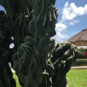 Video by carinamoreschi published on March 8,2023 11:33:00 - BestThots