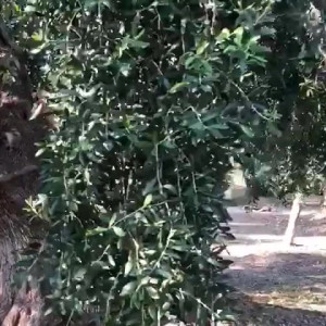 Video by carinamoreschi published on March 6,2023 12:17:00 - BestThots