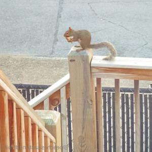 peachesisastonedfruit2 #3885701