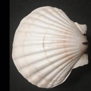 peachesisastonedfruit2 #4478485