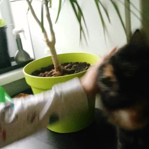 enicat #4735337