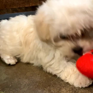 Video by julieannafleming published on March 13,2023 06:08:00 - BestThots