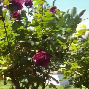 kristenscott #4122768