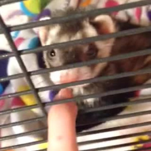 Video by fuukadoll published on May 21,2023 06:13:00 - BestThots