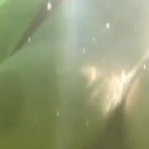 Video by a.j_realone published on May 27,2023 17:10:00 - BestThots