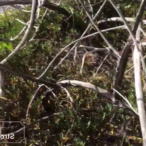 Video by joegrine published on March 13,2023 03:00:00 - BestThots