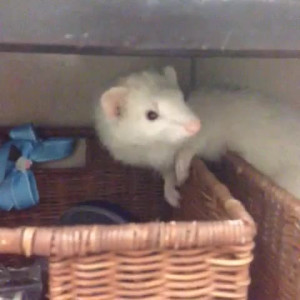 Video by aedanraynevip published on May 15,2023 07:45:00 - BestThots