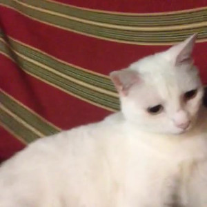 Video by aedanraynevip published on June 27,2023 18:37:00 - BestThots