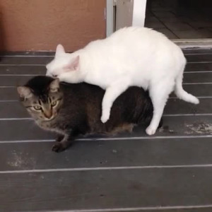 Video by aedanraynevip published on March 12,2023 16:12:00 - BestThots