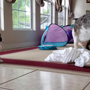 Video by aedanraynevip published on May 9,2023 19:31:00 - BestThots