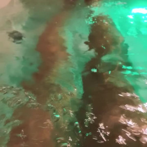 Video by gaiapadrona published on June 28,2023 21:43:00 - BestThots