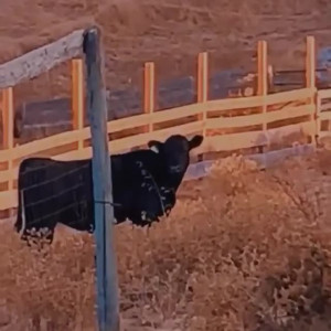 Video by coconutkitty published on April 5,2023 11:38:00 - BestThots