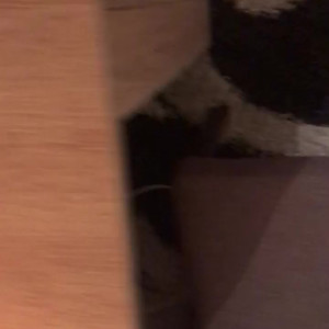 Video by ayllagatina published on April 15,2023 08:01:00 - BestThots