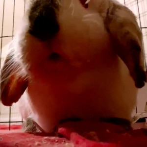 renbunni #3955481