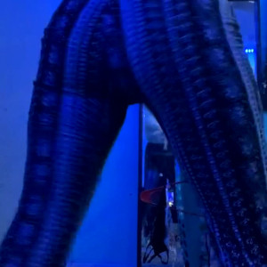 Video by succubusitt published on April 6,2023 04:26:00 - BestThots