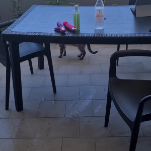 Video by coyotecute published on August 12,2023 13:00:00 - BestThots