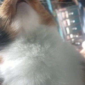 Video by katcalico published on March 6,2023 22:28:00 - BestThots