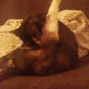 Video by katcalico published on May 26,2023 00:00:00 - BestThots