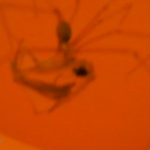 Video by katcalico published on April 17,2023 13:12:00 - BestThots