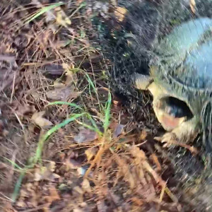 Video by goddess.sylvanas published on July 2,2023 02:46:00 - BestThots